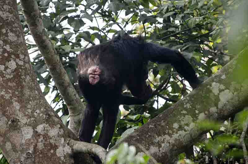 15 - Chimpance - parque nacional de Nyungwe - Ruanda